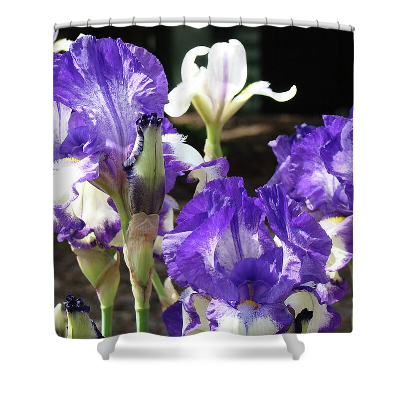 Iris Shower Curtain featuring the photograph IRIS FLOWERS Floral Art Prints Purple IRISES Baslee Troutman by Patti Baslee