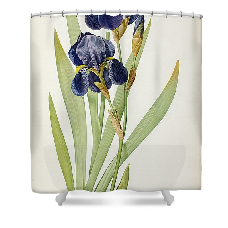 Iris Shower Curtain featuring the painting Iris Germanica by Pierre Joseph Redoute