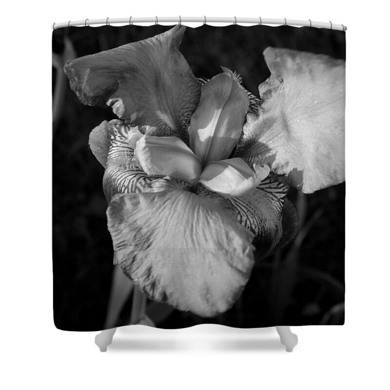 Iris Shower Curtain featuring the photograph Iris in Black and White by Jean Evans