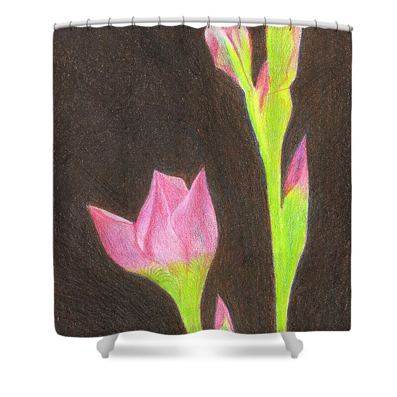 Iris Shower Curtain featuring the drawing Iris by Jackie Irwin