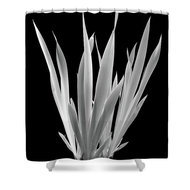 Black & White Shower Curtain featuring the photograph Iris Leaves by Frederic A Reinecke