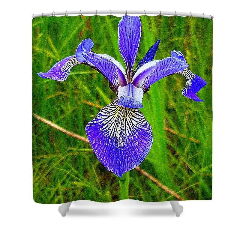 Lupins Shower Curtain featuring the photograph Iris by Michael Graham