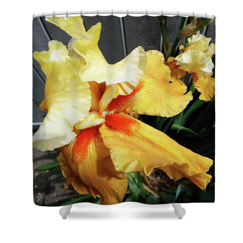 Iris Shower Curtain featuring the photograph Irises 22 by Ron Kandt