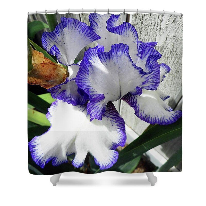 Iris Shower Curtain featuring the photograph Irises 4 by Ron Kandt