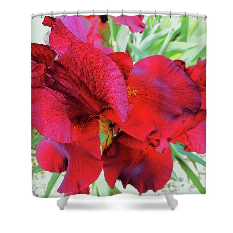Iris Shower Curtain featuring the photograph Irises 6 by Ron Kandt