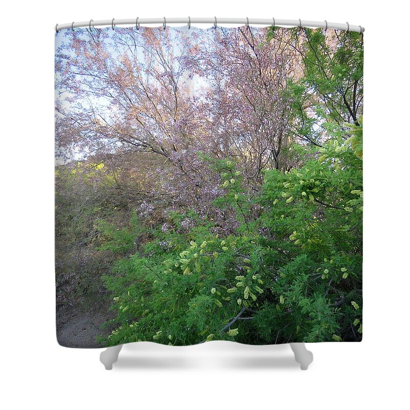 Afternoon Light Shower Curtain featuring the photograph Ironwood and Mesquite Blooming Together by Judy Kennedy