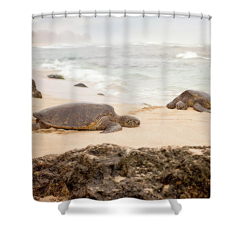 Chelonia Mydas Shower Curtain featuring the photograph Island Rest by Heather Applegate