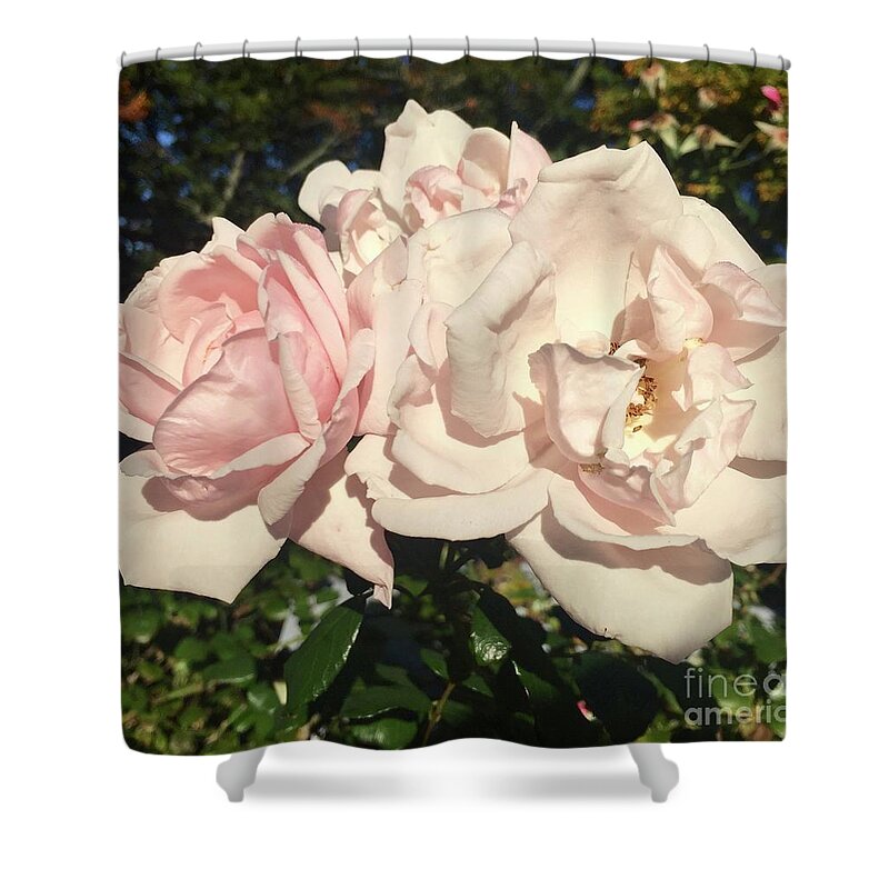 Roses Shower Curtain featuring the photograph Isn't She Lovely by Beth Saffer