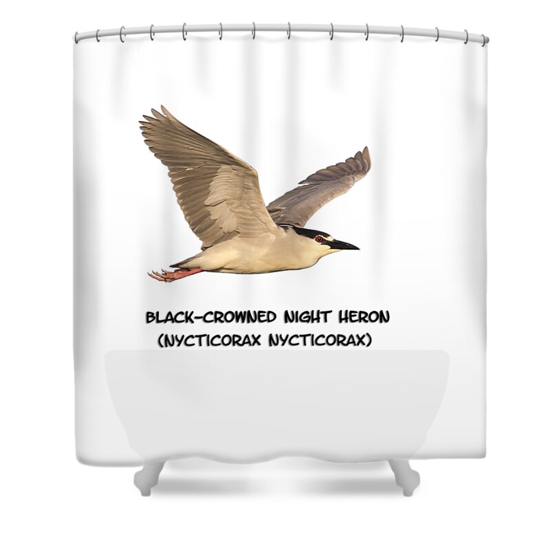 Black-crowned Night Heron Shower Curtain featuring the photograph Isolated Black-crowned Night Heron 2017-6 by Thomas Young