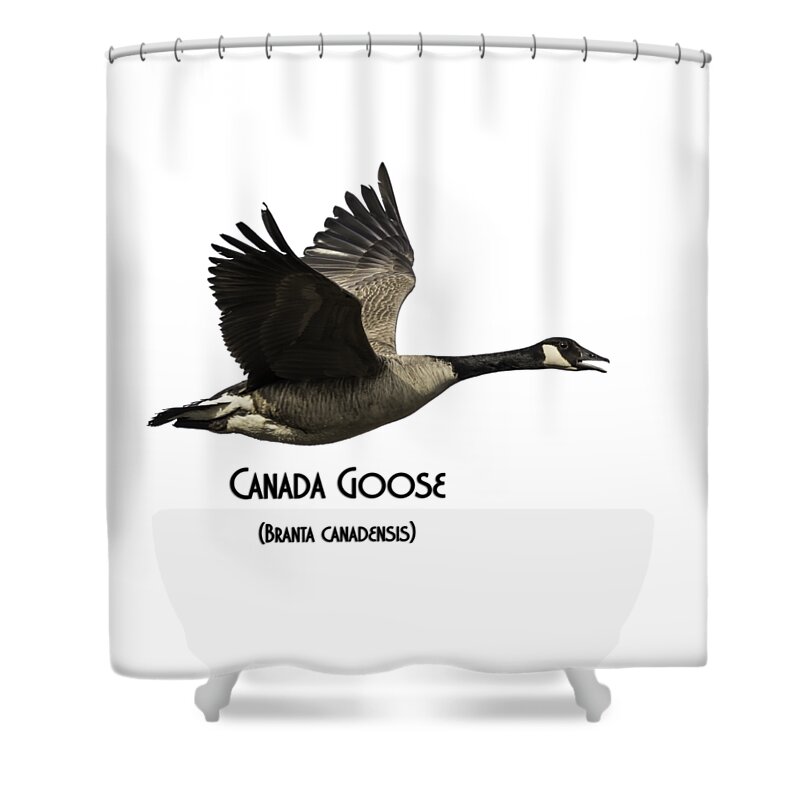 Canada Goose Shower Curtain featuring the photograph Isolated Canada Goose 2015-1 by Thomas Young