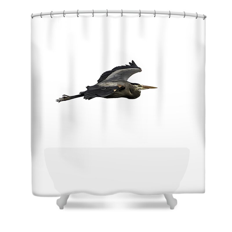 Great Blue Heron Shower Curtain featuring the photograph Isolated Great Blue Heron 2015-2 by Thomas Young