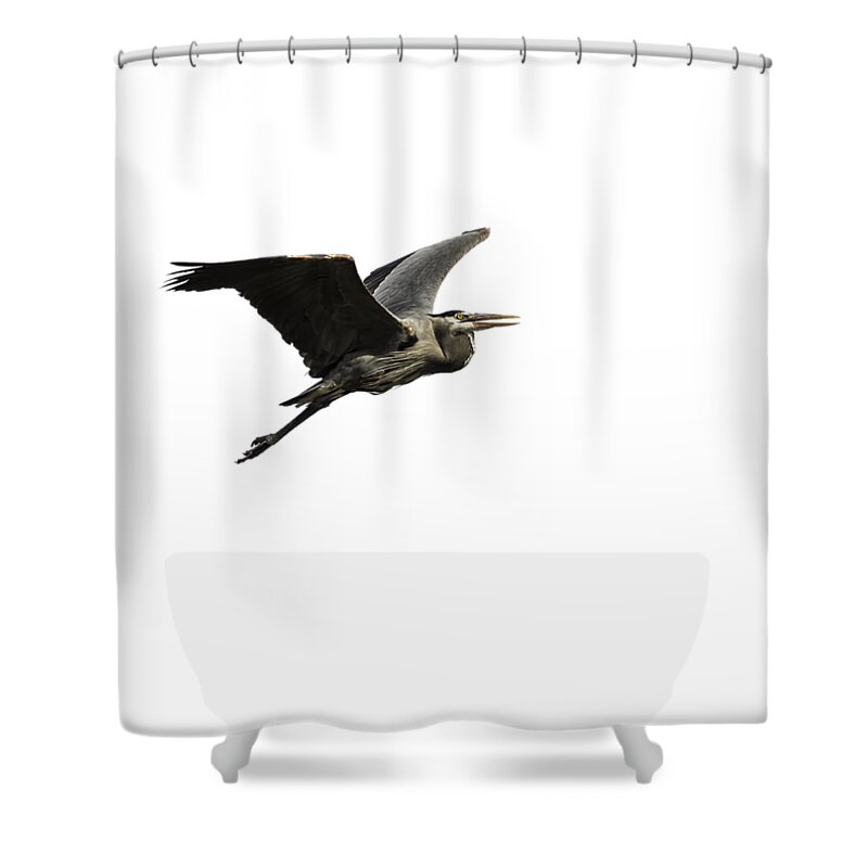 Great Blue Heron Shower Curtain featuring the photograph Isolated Great Blue Heron 2015-3 by Thomas Young