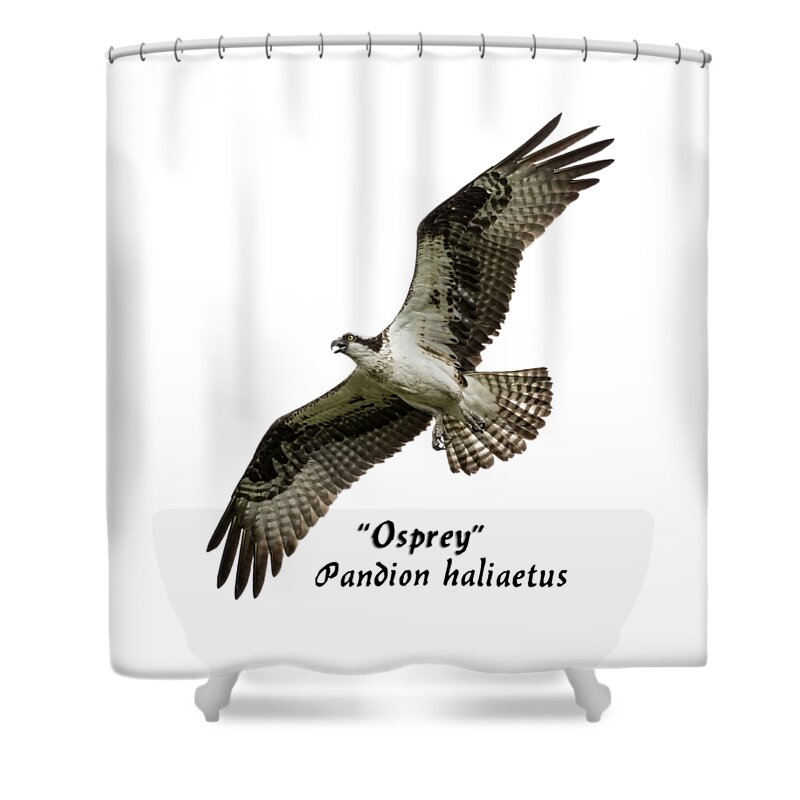 Osprey Shower Curtain featuring the photograph Isolated Osprey 2017-1 by Thomas Young