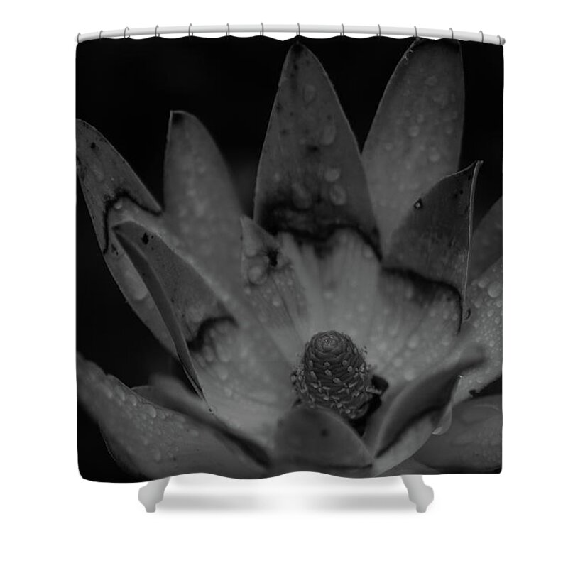 Flower Shower Curtain featuring the photograph It rained by Lora Lee Chapman
