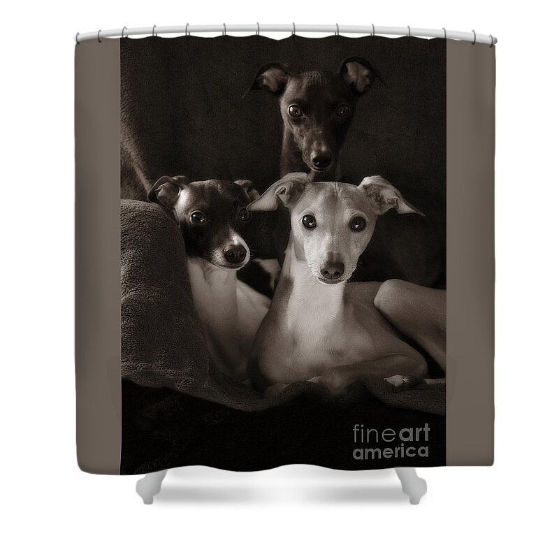 Black And White Shower Curtain featuring the photograph Italian Greyhound Trio in Black and White by Angela Rath