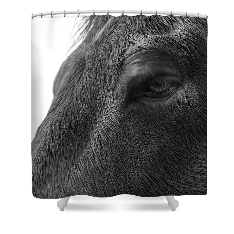 Horse Shower Curtain featuring the photograph It's all in the eyes by Steve Gravano