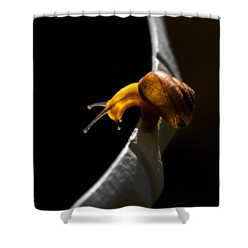 Insect Shower Curtain featuring the photograph It's Dark Down There by Christopher Holmes