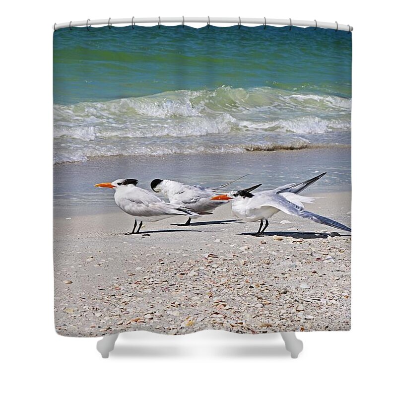 Royal Terns Shower Curtain featuring the photograph It's Just a Little Gas by Michiale Schneider