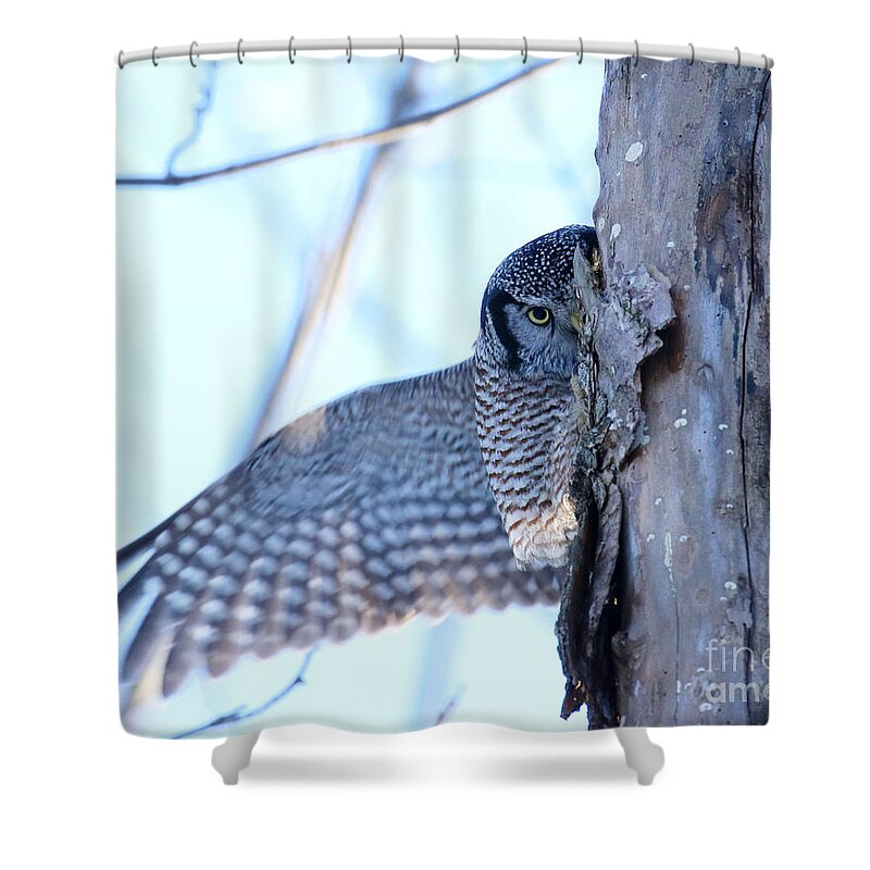 Hawk Owl Shower Curtain featuring the photograph It's safe here by Heather King