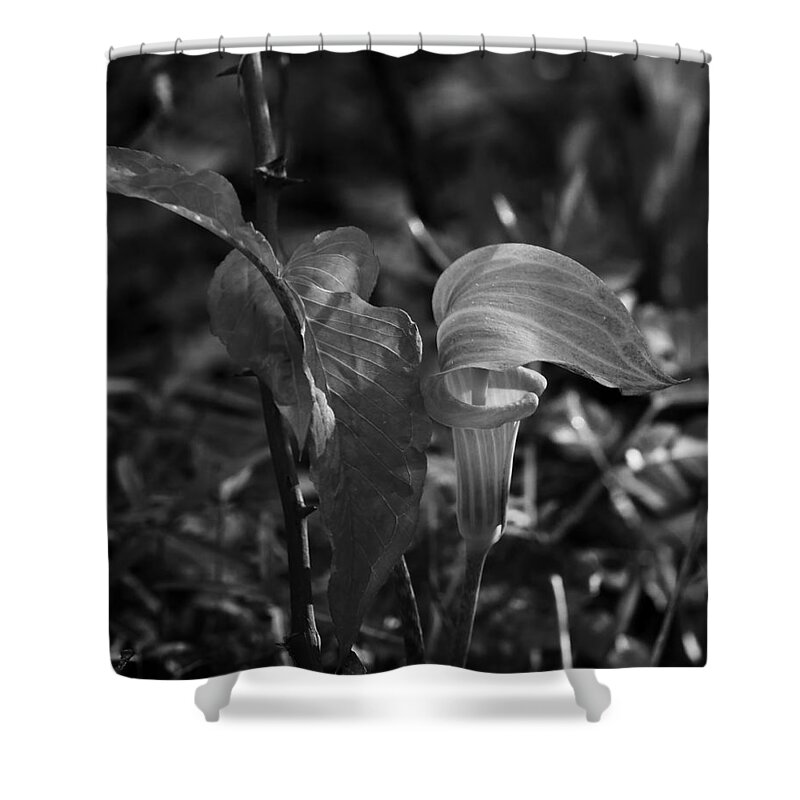 Jack-in-the-pulpit Shower Curtain featuring the photograph Jack-In-The-Pulpit in Black and White by Michael Dougherty