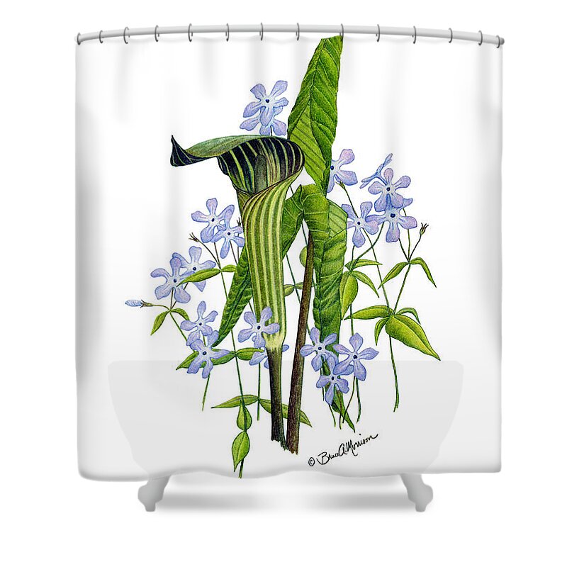 Wild Flowers Shower Curtain featuring the drawing Jack-in-the-Pulpit with Wild Sweet Williams by Bruce Morrison