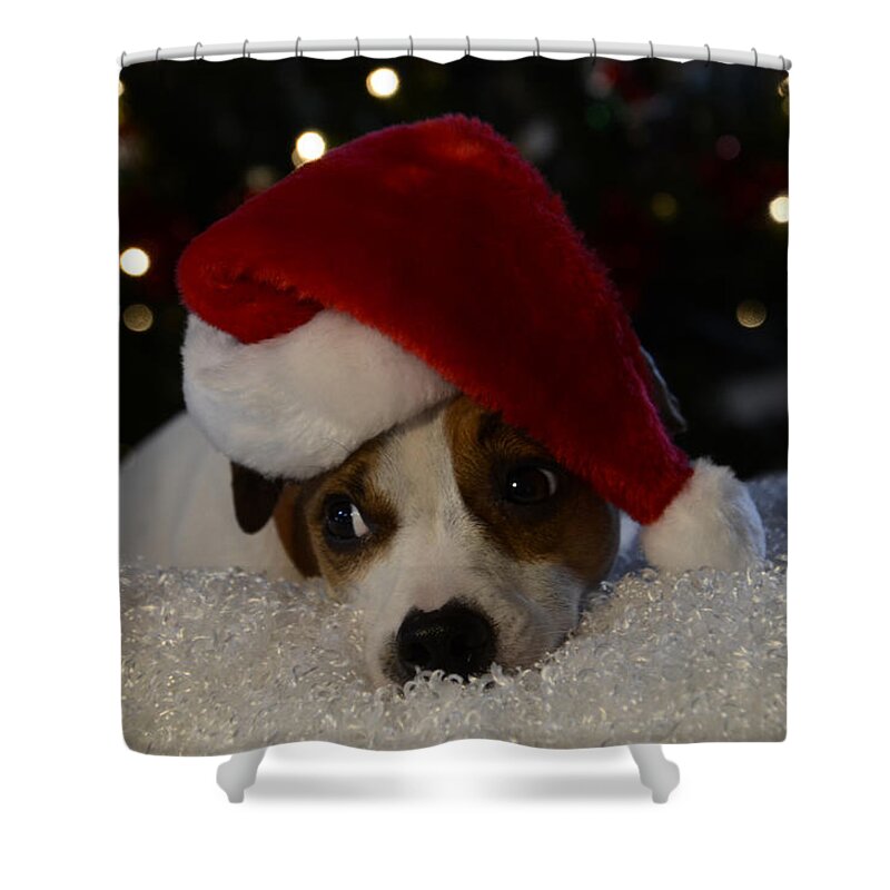 Jack Russel Christmas Shower Curtain featuring the photograph Jack Russel Christmas by Ann Bridges