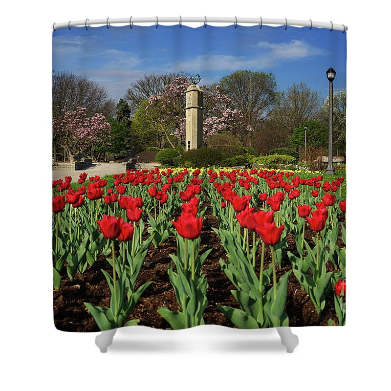 Jackson Park Spring Tulips Shower Curtain featuring the photograph Jackson Park Spring Tulips 2 by Rachel Cohen