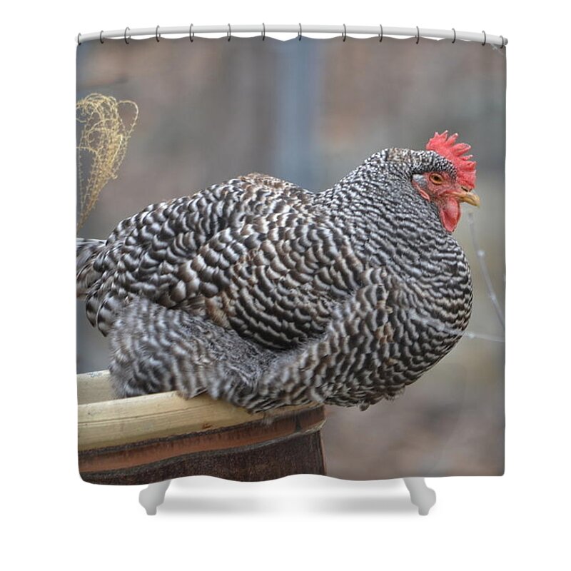 Hen Shower Curtain featuring the photograph Janet The Happy Hen by Marjorie Tietjen