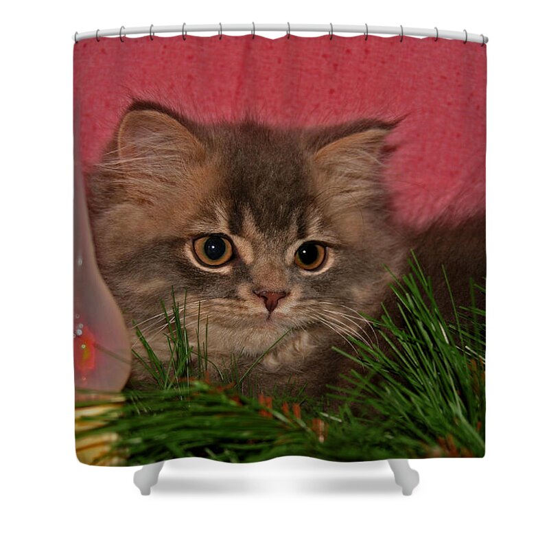 Scottish Fold Shower Curtain featuring the pyrography January 2007 by Robert Morin