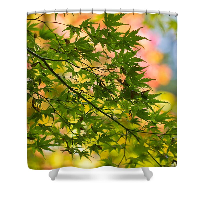 Japanese Shower Curtain featuring the photograph Japanese Acer Leaves during Fall by Clare Bambers