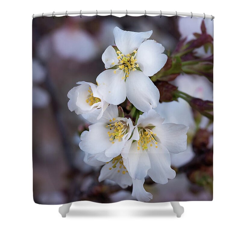 Japanese Shower Curtain featuring the photograph Japanese Cherry Blooms by Cynthia Wolfe