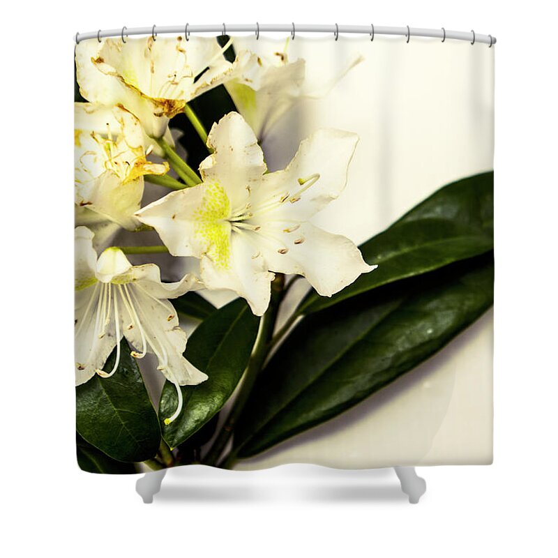 Japanese Shower Curtain featuring the photograph Japanese flower art by Jorgo Photography