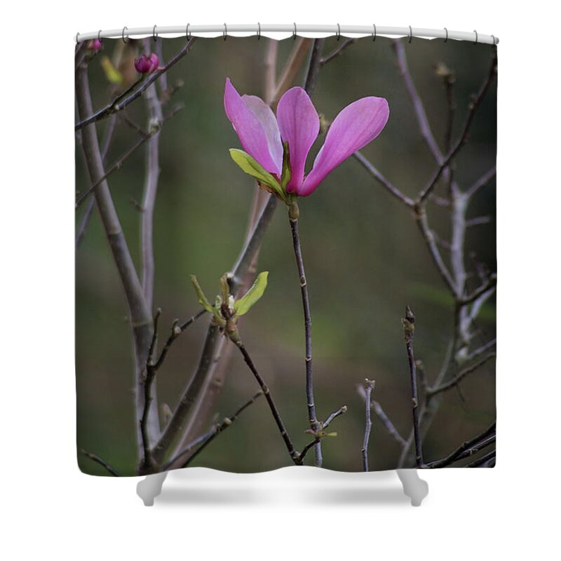 Pink Japanese Magnolia Shower Curtain featuring the photograph Japanese Magnolia by Diane Macdonald