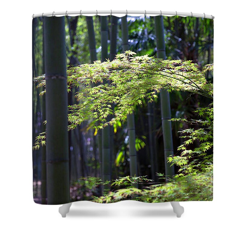 Japanese Shower Curtain featuring the photograph Japanese Maple in the Arashiyama Bamboo Grove by Karen Jorstad