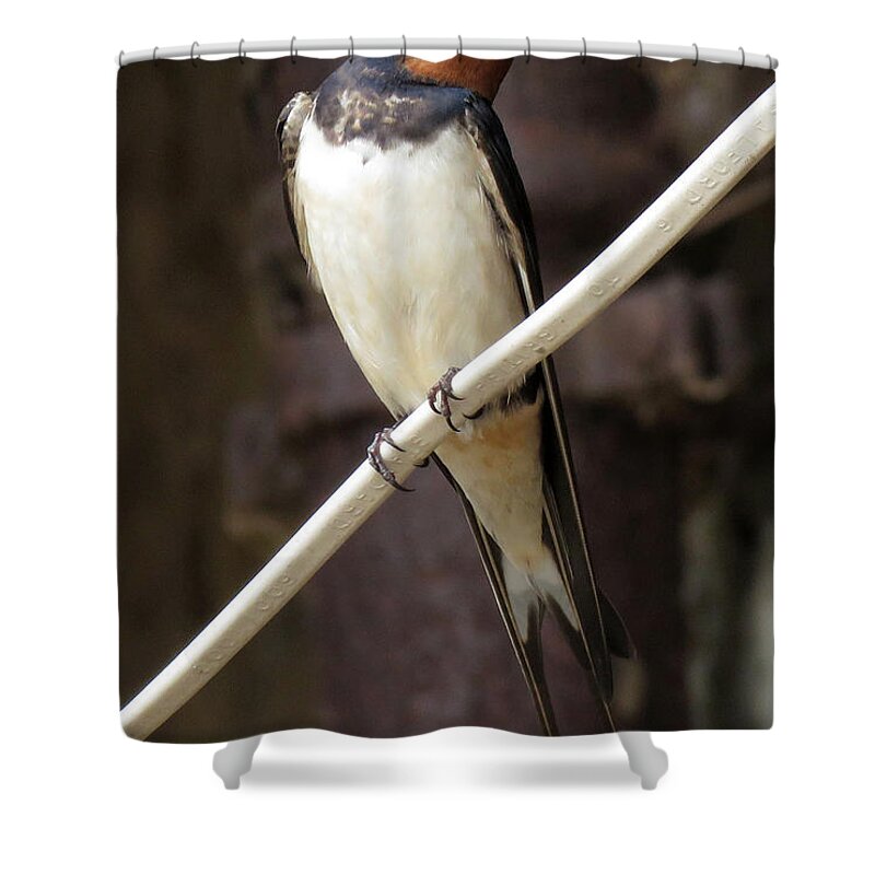 Swallow Shower Curtain featuring the photograph Swallow by John Topman
