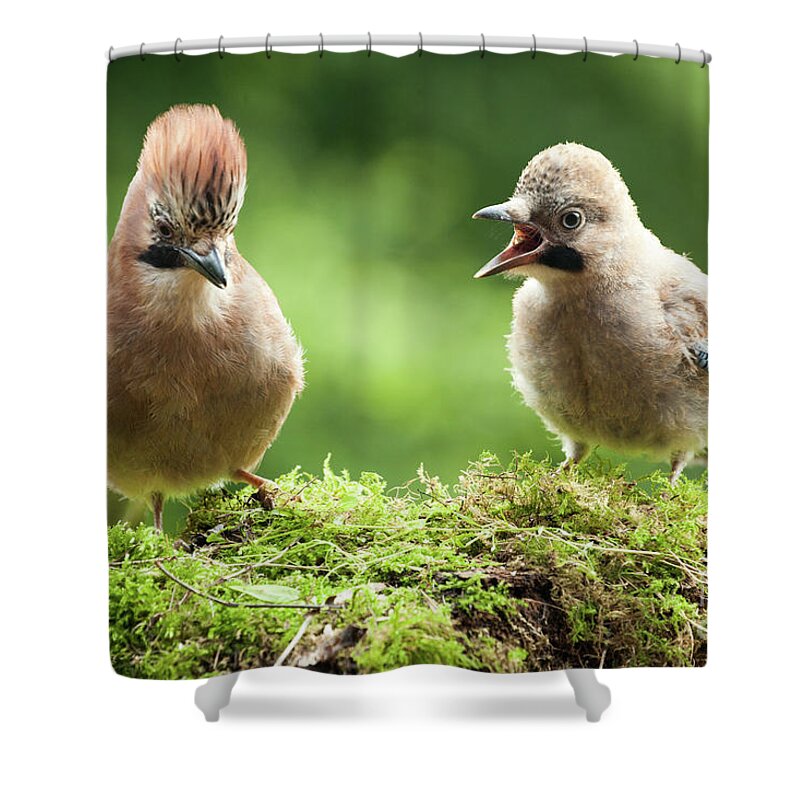Bird Shower Curtain featuring the photograph Jay bird mother with young chick by Simon Bratt