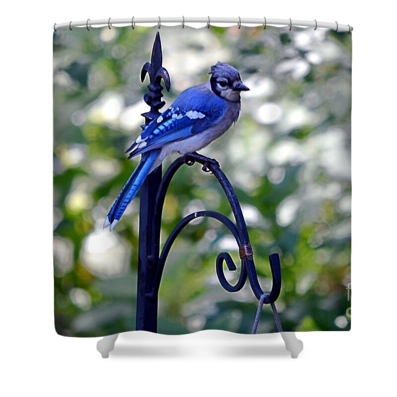 Blue Jay Shower Curtain featuring the photograph Jay Perch by Dani McEvoy