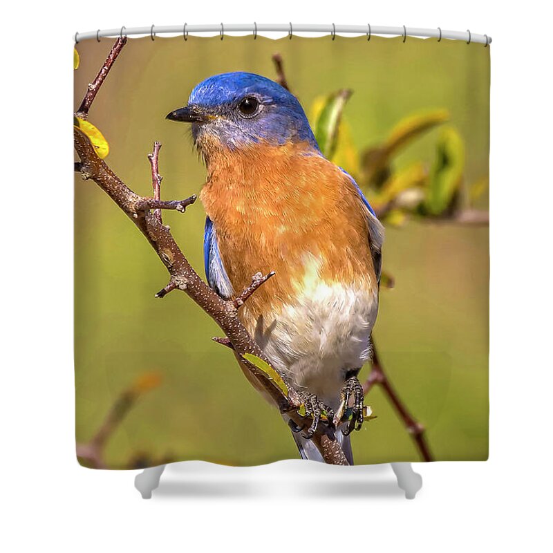 Bluebirds Shower Curtain featuring the photograph Jekyll Bluebird by DB Hayes