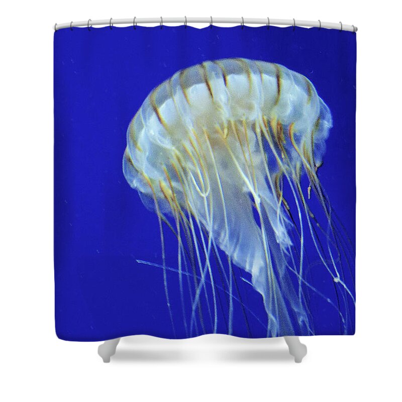 Fish Shower Curtain featuring the photograph Jelly Fish Two by Rosalie Scanlon