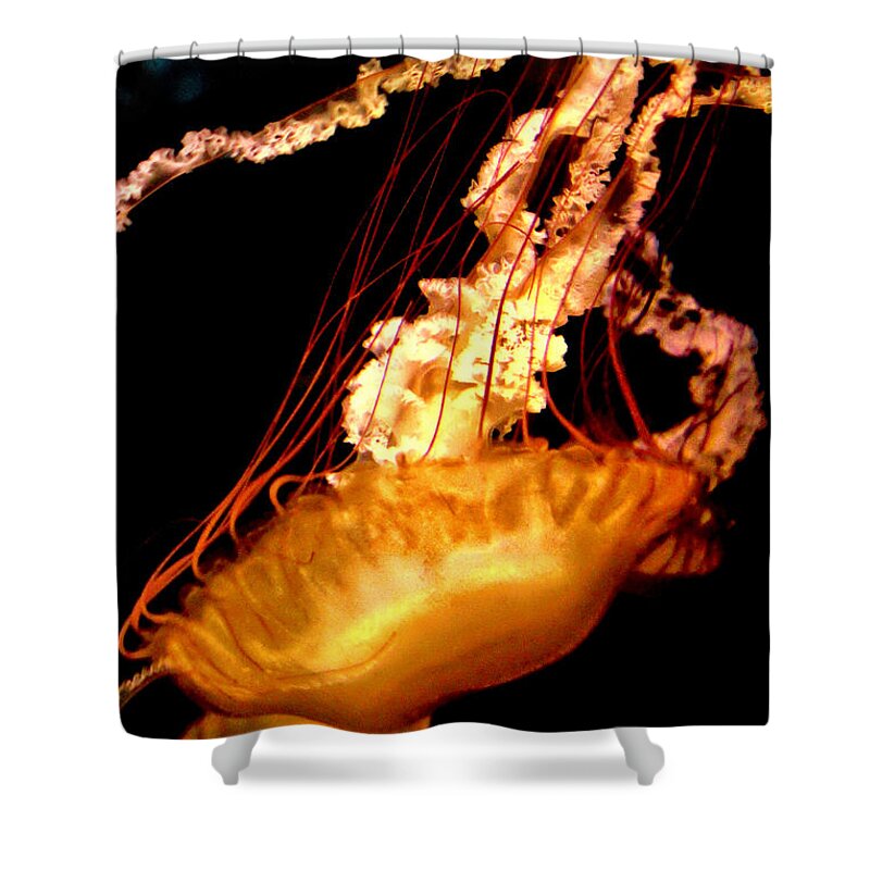 Jellyfish Delight Shower Curtain featuring the photograph Jellyfish Delight by Mariola Bitner
