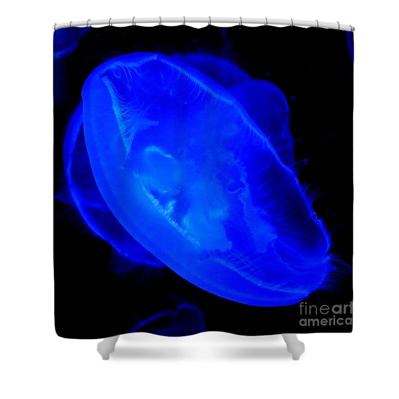 Jellyfish Shower Curtain featuring the photograph Jellyfish by Roger Lighterness