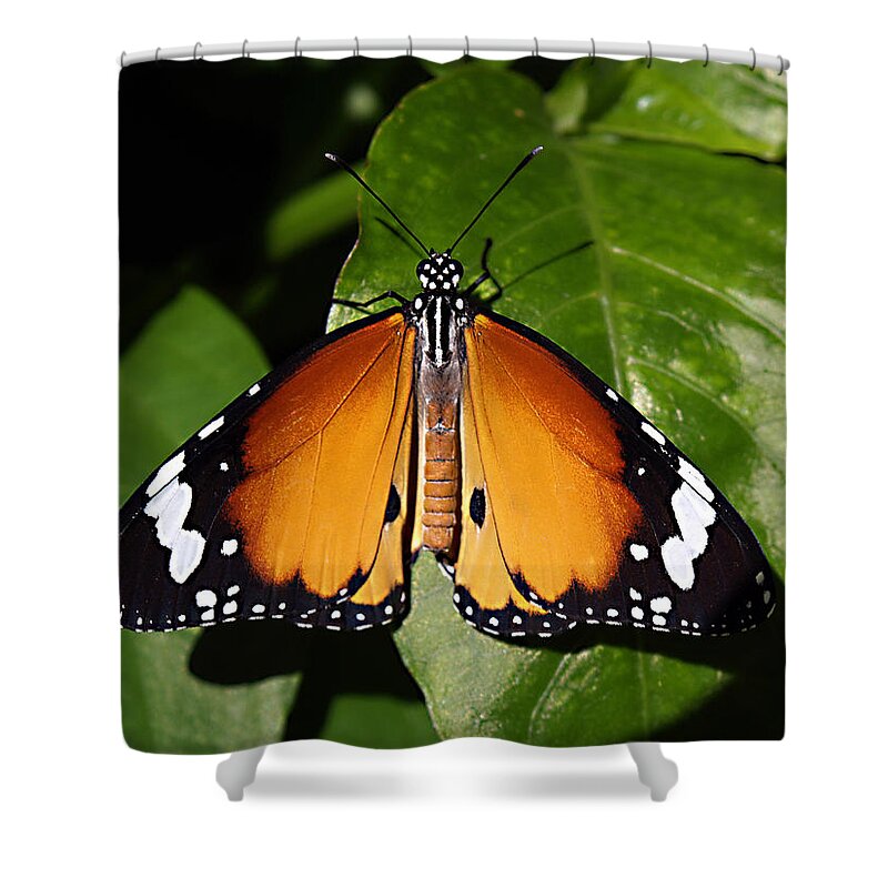 African Monarch Shower Curtain featuring the photograph Jet --- African Monarch by Bob Johnson