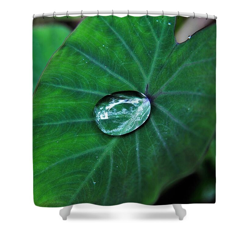 Rain Drop Shower Curtain featuring the photograph Jewel on Kalo Leaf from the Rain by Heidi Fickinger