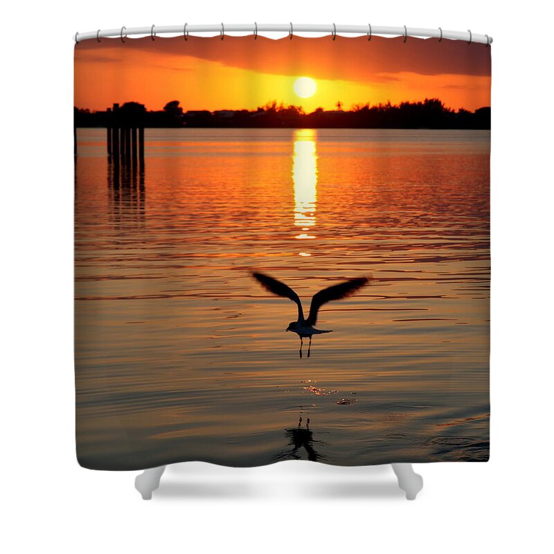 Seagulls Shower Curtain featuring the photograph Jonathan Livingston Seagull by Karen Wiles