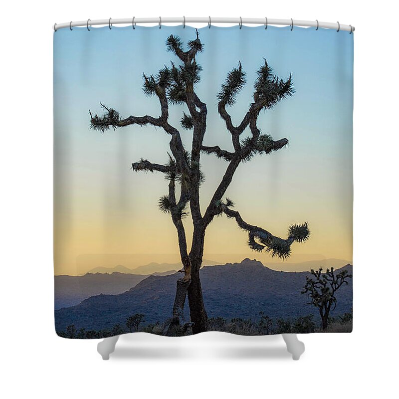 Joshua Tree Shower Curtain featuring the photograph Joshua Tree, Cool by Amanda Rimmer