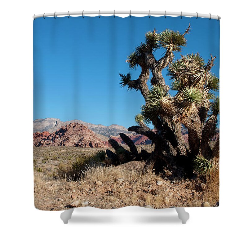 Landscape Shower Curtain featuring the photograph Joshua Tree by Julia McHugh