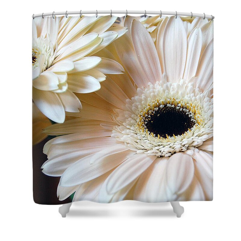 Daisy Shower Curtain featuring the photograph Julia's Daisy's by Robert Meanor