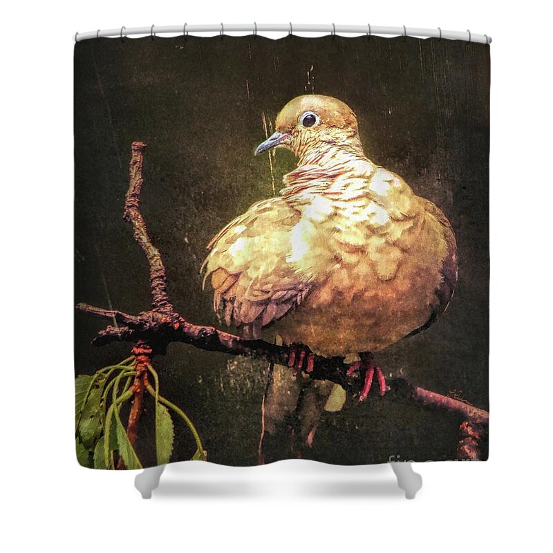 Mourning Dove Shower Curtain featuring the photograph Just A Little Plump by Tina LeCour