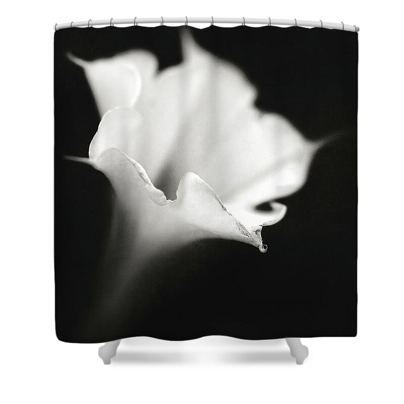 Lr_thefader Shower Curtain featuring the photograph Just a white flower by Eduard Moldoveanu