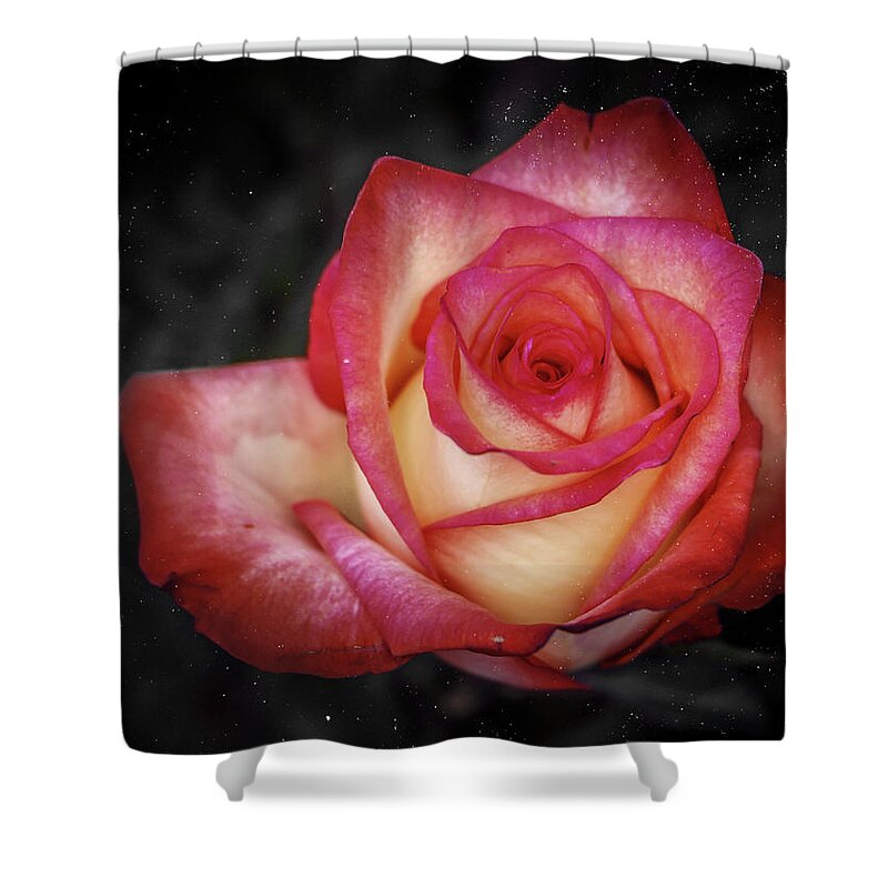 Roses Shower Curtain featuring the photograph Just Because by Elaine Malott